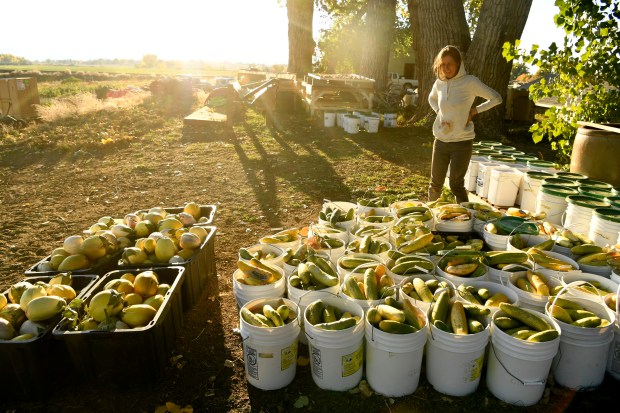 Laura Allard-Antelmi, grower and co-founder, checks over a recent harvest...