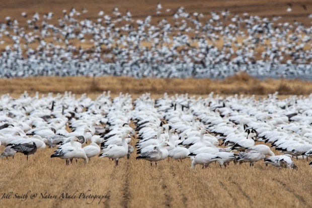 Birders and nature lovers converge on the Eastern Plains near Lamar in winter to welcome flocks of snow geese as they fly south to a warmer climate. The High Plains Snow Goose Festival includes talks about the birds, photography trips and tips and more. (Jill Smith, Nature Made Photography)