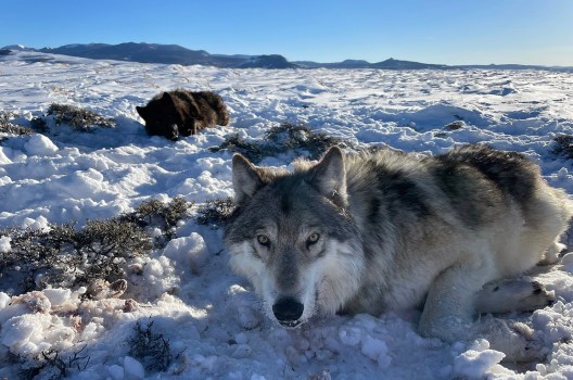 The Colorado Cattlemen’s Association and Gunnison County Stockgrowers’ Association are suing Colorado Parks and Wildlife and the U.S. Fish and Wildlife Service to delay the reintroduction of gray wolves into Colorado.